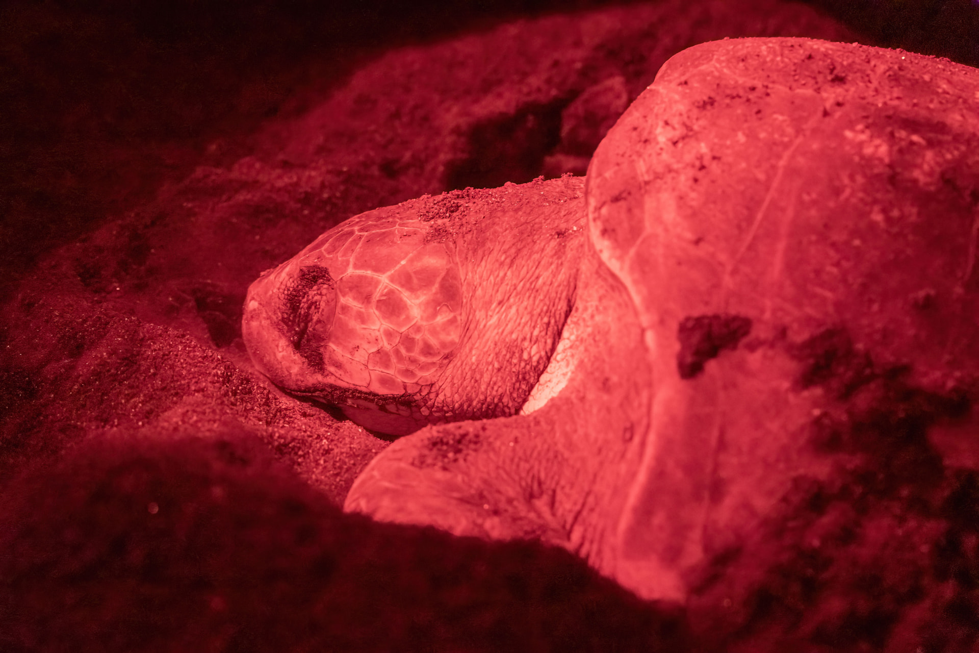 Tartarugas marinhas na Ilha do Sal durante a desova noturna